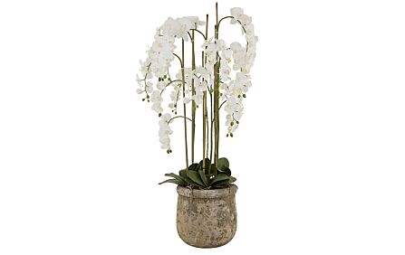 Hill Interiors Large White Orchid in Antique Stone Pot