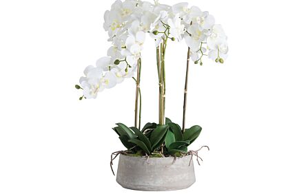 Hill Interiors Large White Orchid in Stone Pot