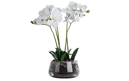Hill Interiors White Orchid in Glass Pot