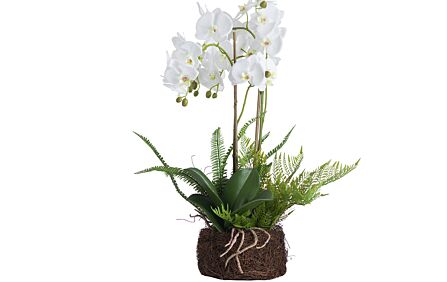 Hill Interiors Large White Orchid and Fern Garden in Rootball