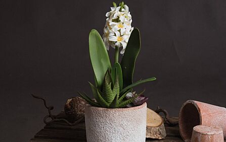 Hill Interiors Potted White Hyacinth