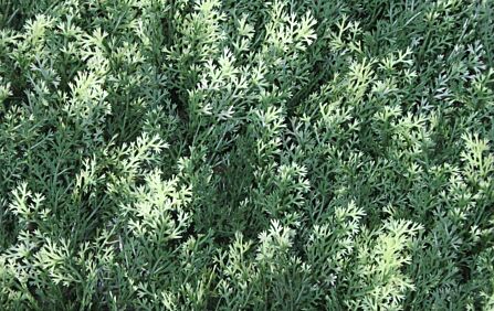 Wonder-Wal Artificial Wall Screening Conifer Summer Snow-1m x 1m