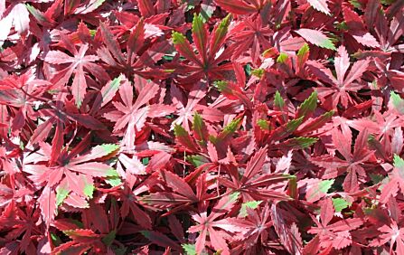 Wonder-Wal Artificial Wall Screening Red Acer-1m x 1m