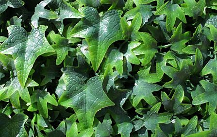 English Ivy Wall covering