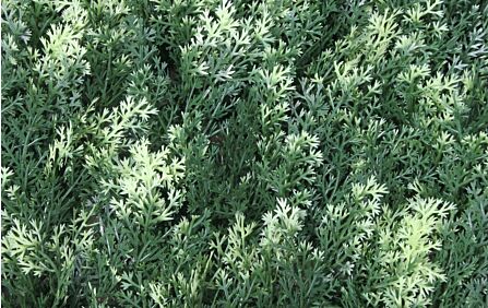 Conifer Summer Snow Wall Covering