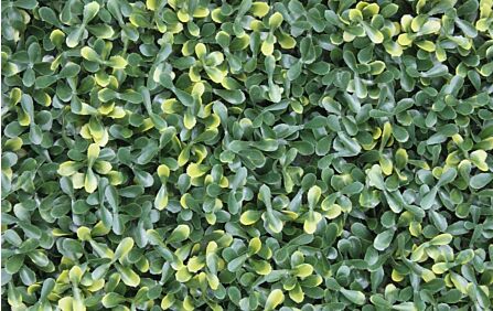 Variegated Buxus Wall Covering