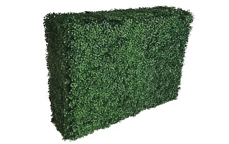 Buxus Hedge Large