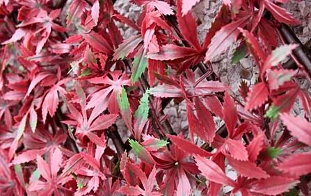 Red Acer Trellis Red Acer Trellis