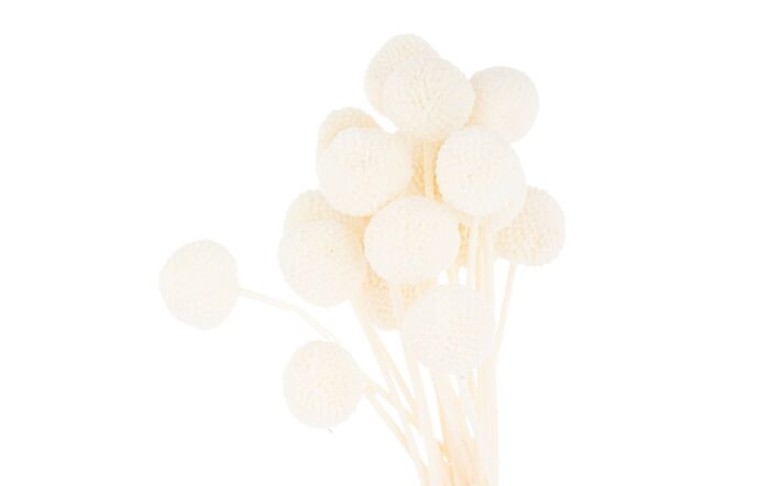 Hill Interiors Coastal Calm Flower Arrangement and Starfish Hurricane