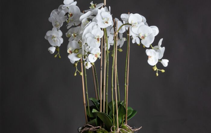 Hill Interiors Large White Orchid in Glass Pot