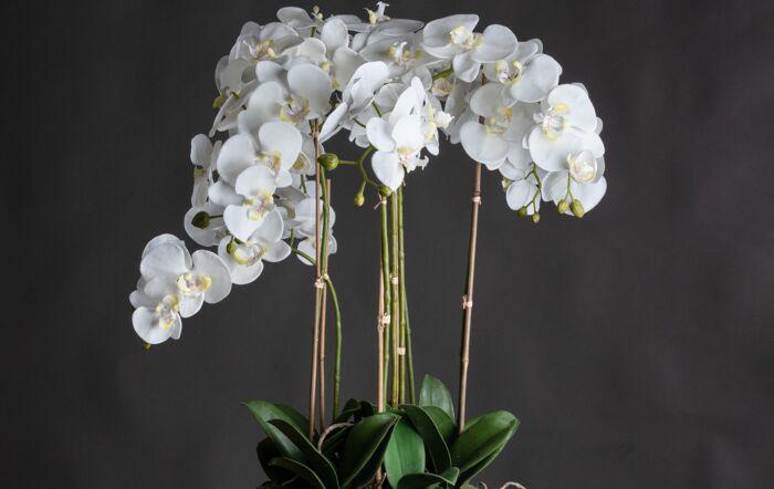 Hill Interiors Large White Orchid in Stone Pot