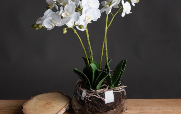 Hill Interiors White Orchid in Glass Pot