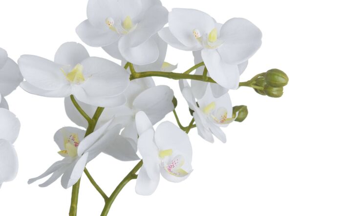 Hill Interiors White Orchid in Glass Pot