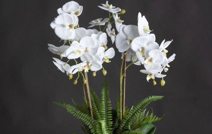 Hill Interiors Large White Orchid and Fern Garden in Rootball