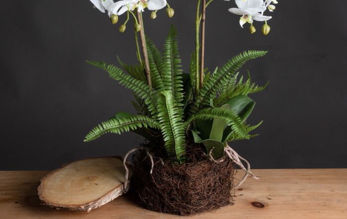 Hill Interiors Large White Orchid and Fern Garden in Rootball