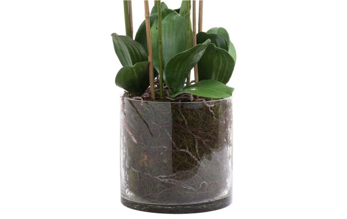 Hill Interiors Large White Tall Orchid in Glass Pot