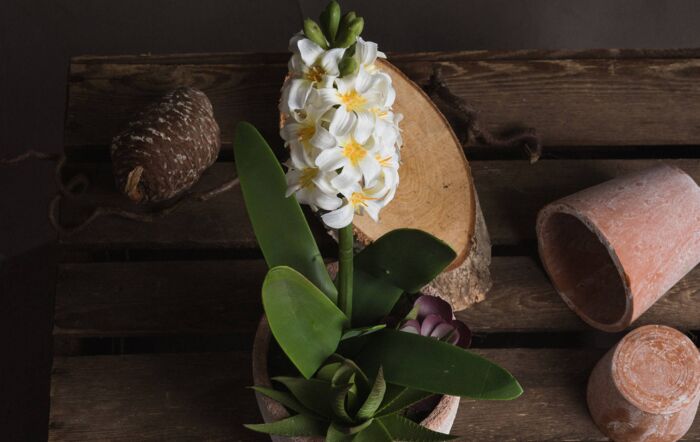 Hill Interiors Potted White Hyacinth