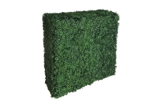 Buxus Hedge Large
