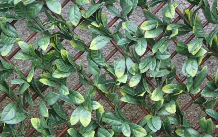 Laurel Leaf Trellis Laurel Leaf Trellis